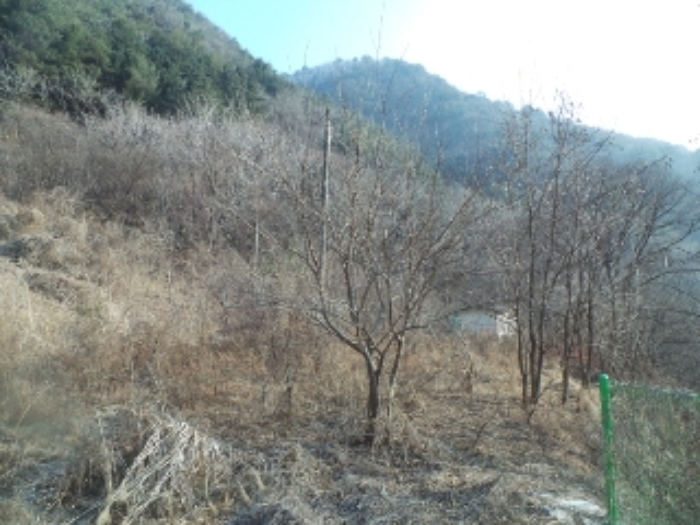 인제 미산리 토지 …
