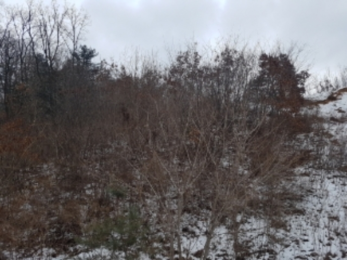 홍천 서면 임야 경…