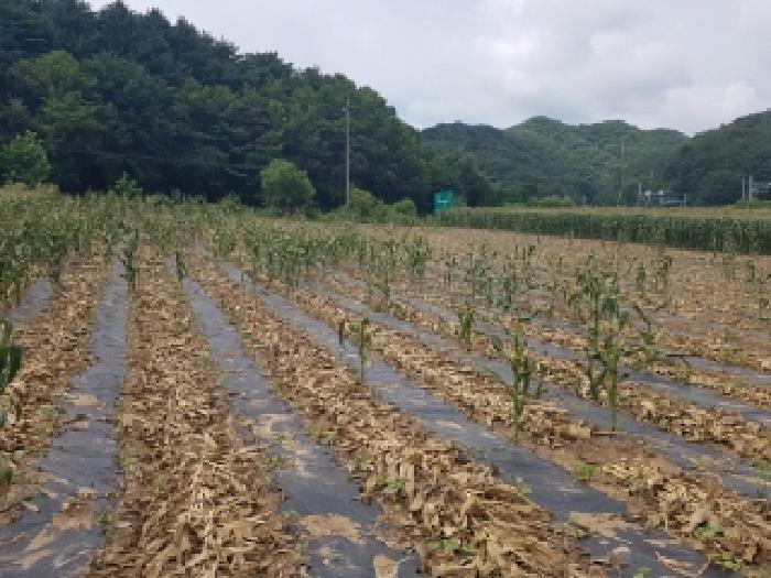 인제 어론리 토지 …
