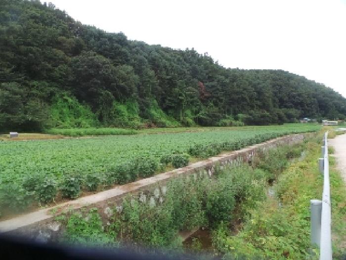 춘천 신매리 토지 …