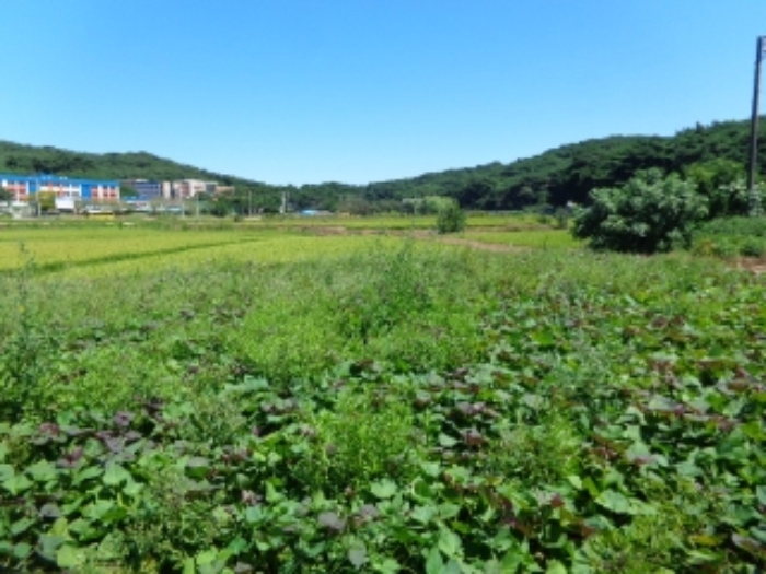 경매 물건 사진