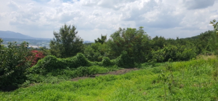 자인면 임야 경매,…