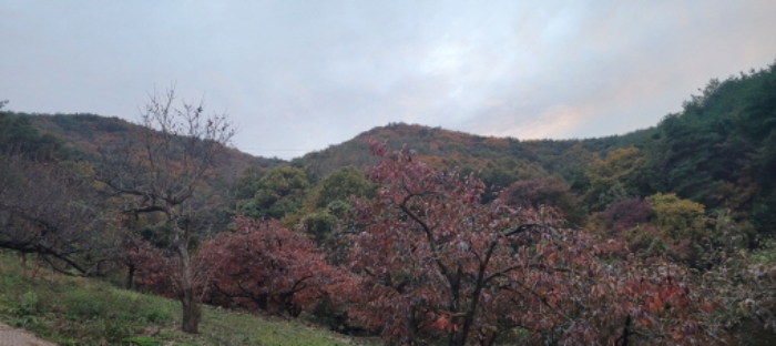 청도군 토지 경매,…
