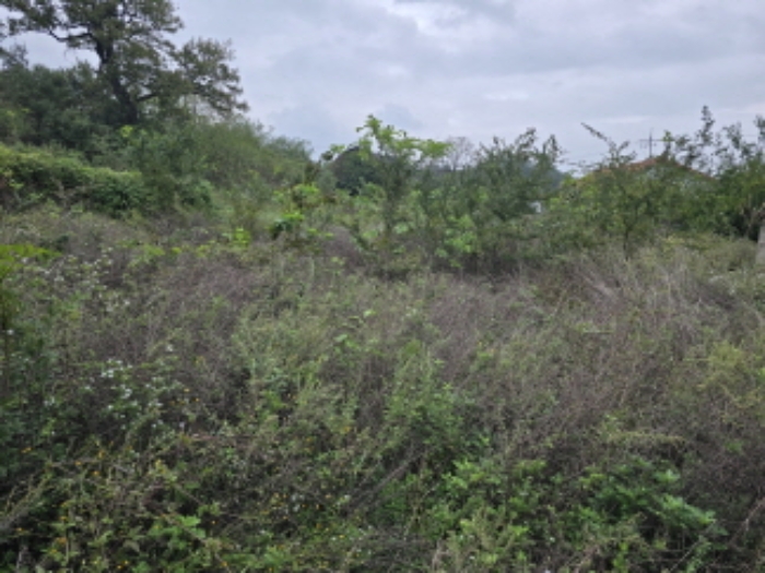 영천 범어동 토지 …