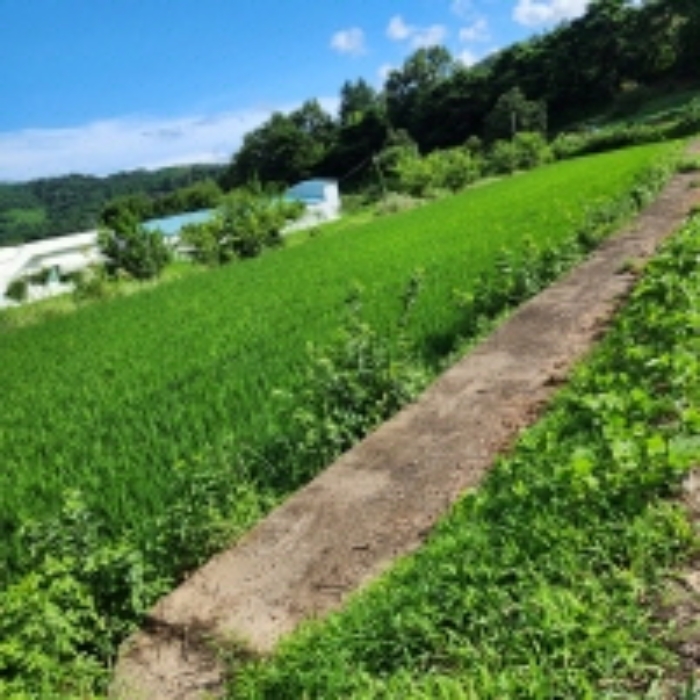 상북면 지내리 토지…