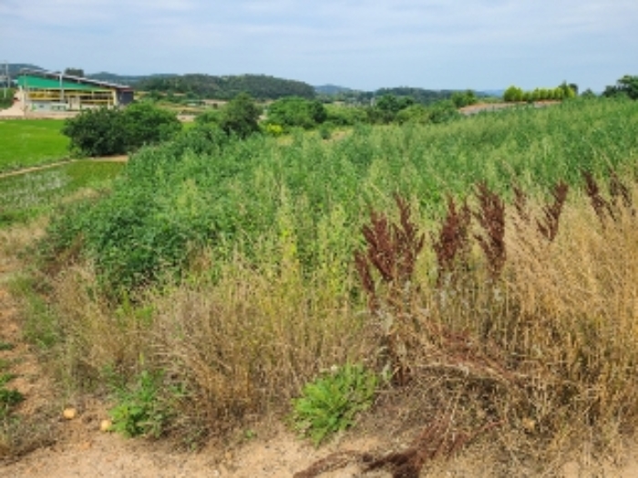 나주 화성리 토지 …