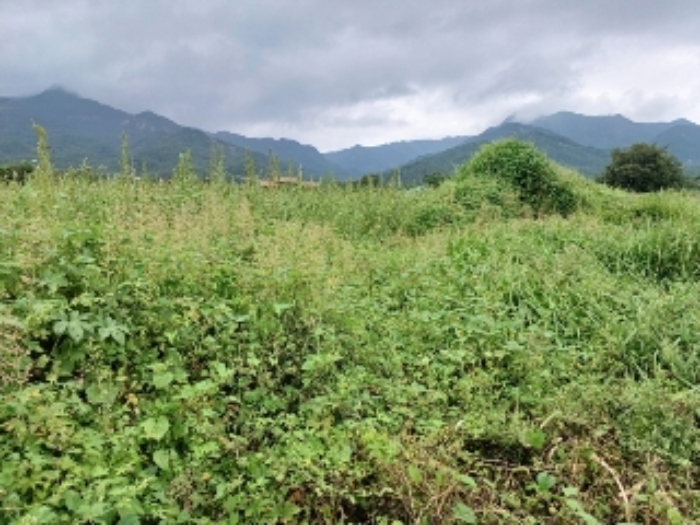 곡성 구원리 토지 …