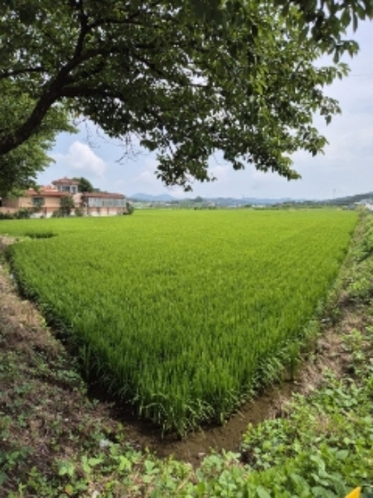 장성 월연리 부동산…