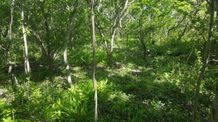 제주 세화리 임야 …