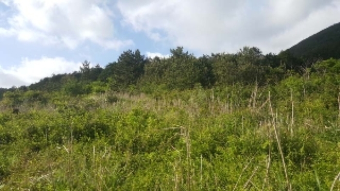 제주 세화리 임야 …