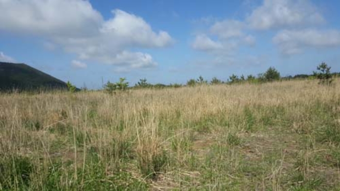 제주 세화리 임야 …