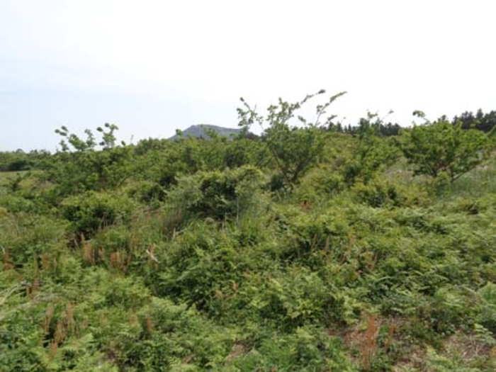 경매 물건 사진