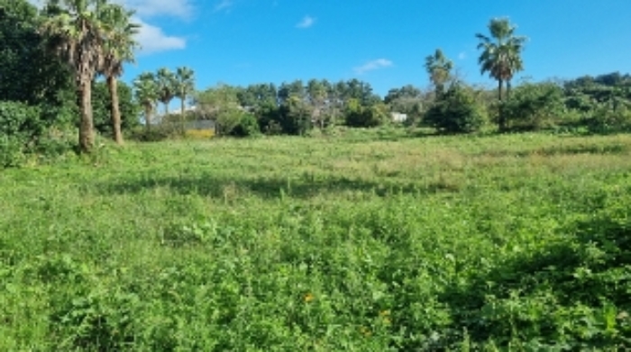 제주 조천읍 토지 …