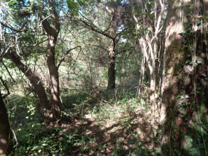 애월읍 토지 경매,…