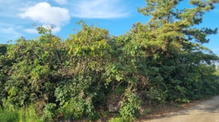 서귀포 표선리 토지…