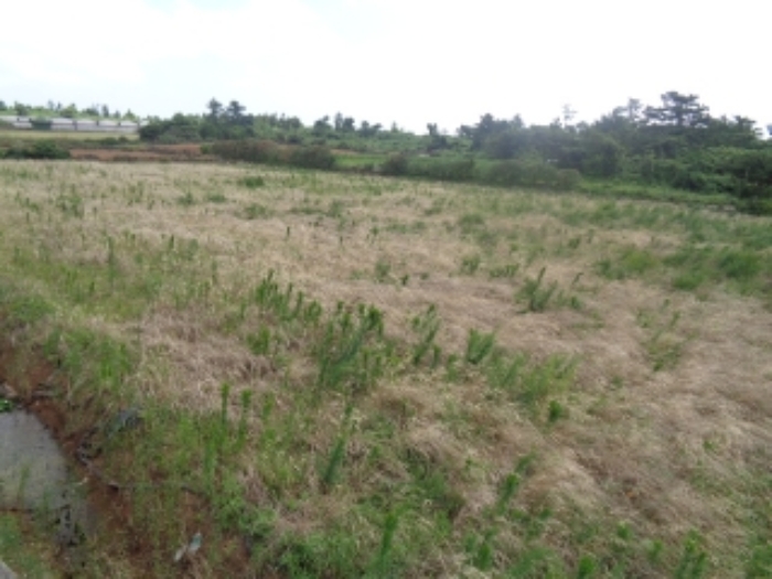 제주 판포리 토지 …